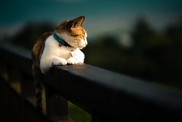 Kucing: Teman Setia yang Menggemaskan di Rumah