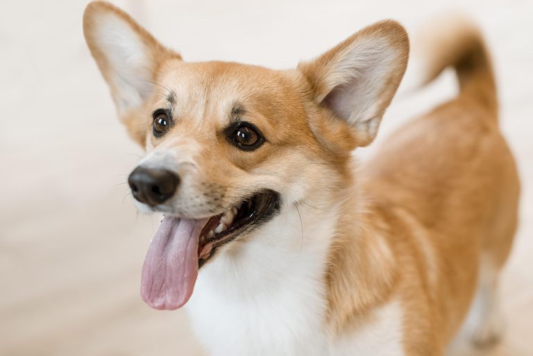 Mengenal Anjing Corgi: Si Mungil Lincah Penuh Pesona
