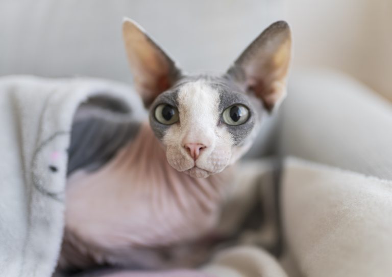 Kucing Sphynx: Pesona Eksotis di Balik Penampilan Unik