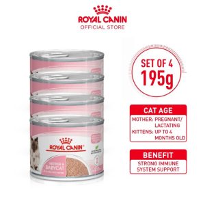 Royal Cain Mother & Babycat