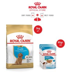 Royal Cain Poodle Puppy + Mini Puppy